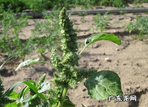 藜麦生长在什么地方