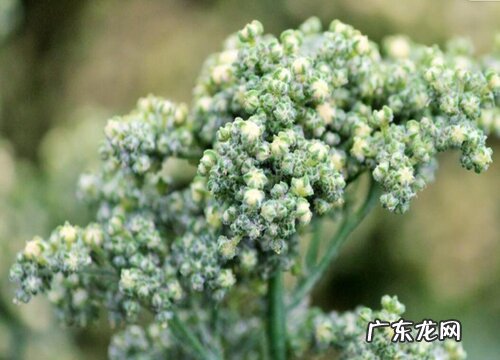 藜麦生长在什么地方