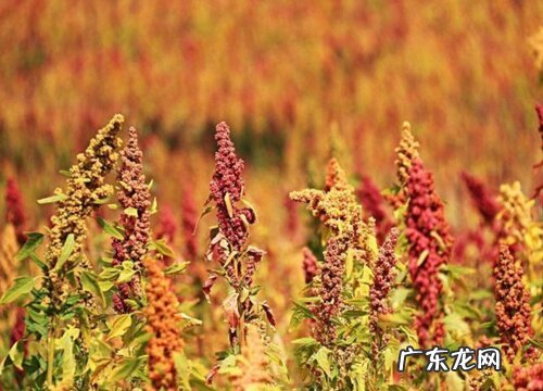 藜麦生长在什么地方