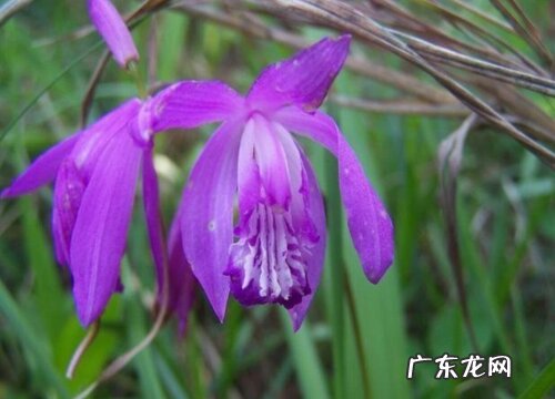 白芨生长在什么地方