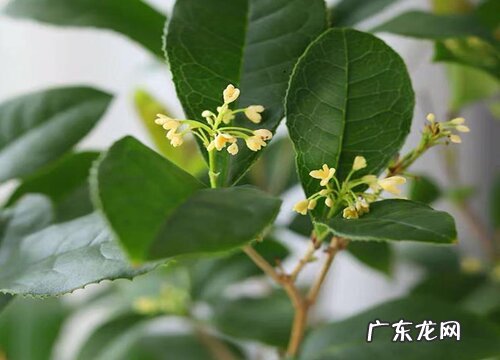 桂花是什么季节开的花