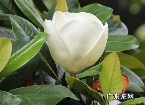 潮州的市花是什么花