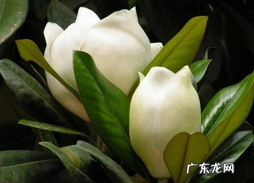 潮州的市花是什么花