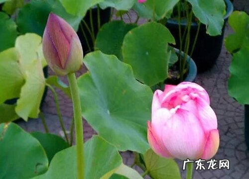 济南的市花是什么花