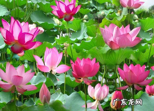 济南的市花是什么花