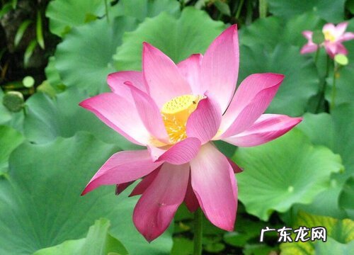 济南的市花是什么花