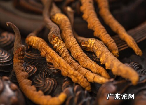 冬虫夏草生长在什么地方