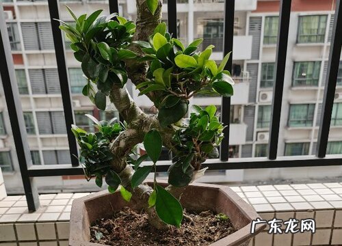 榕树盆景冬天掉叶子吗