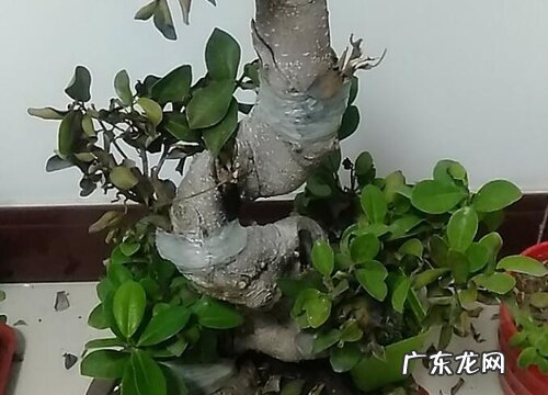 榕树盆景冬天掉叶子吗