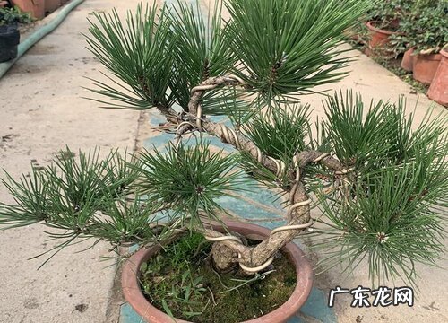 黑松上盆时间与养护方法