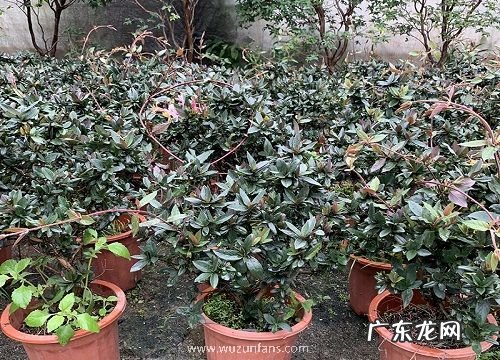 金银花生长在什么地方