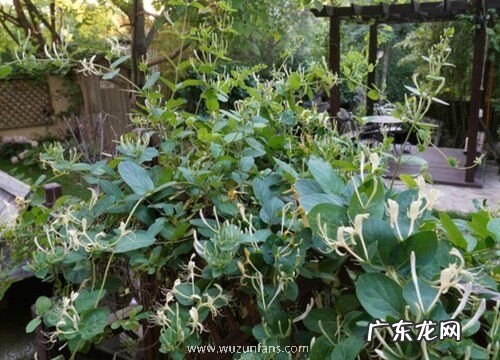 金银花生长在什么地方