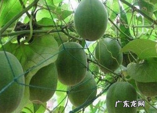 罗汉果生长在什么地方