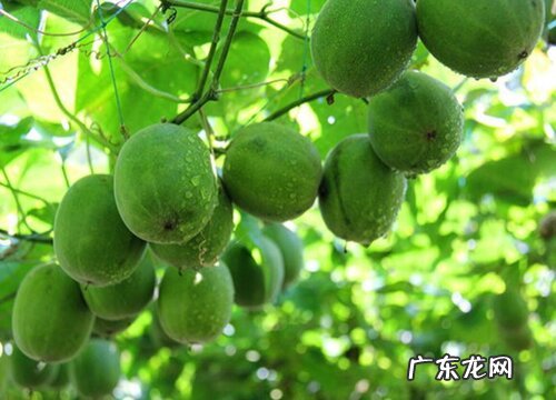 罗汉果生长在什么地方