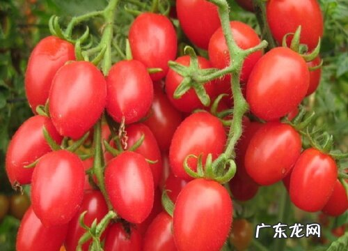 千禧果什么品种最好