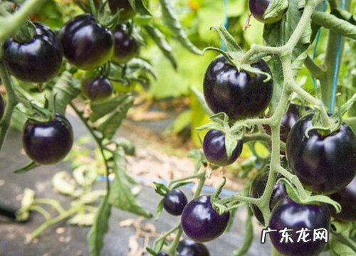 千禧果什么品种最好