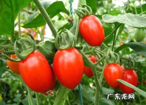 千禧果什么品种最好