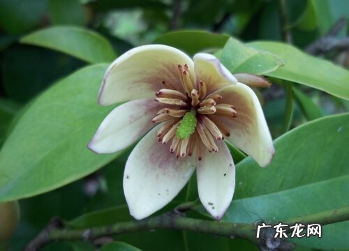 含笑花四季开花吗