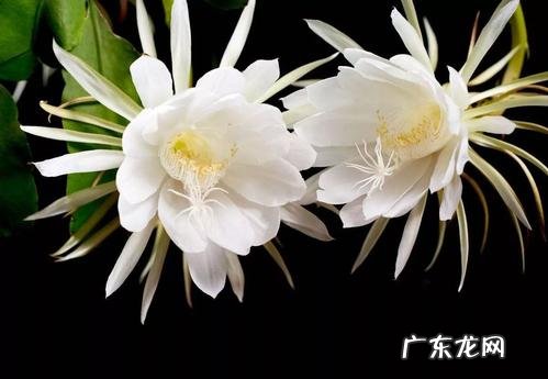 昙花介壳虫用什么药治疗与防治