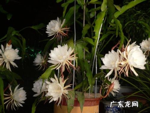 昙花介壳虫用什么药治疗与防治