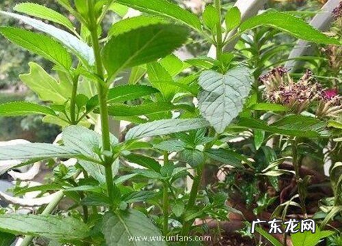 食用薄荷什么品种最好