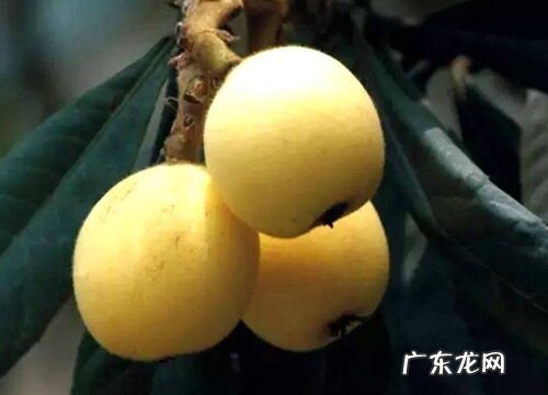 枇杷吃什么品种最好