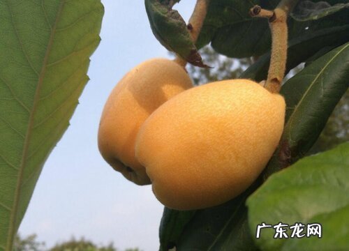 枇杷吃什么品种最好