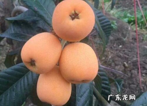 枇杷吃什么品种最好