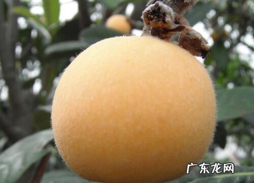 枇杷吃什么品种最好