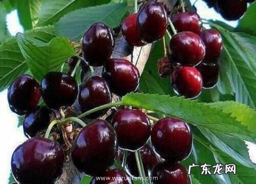 车厘子什么品种最好