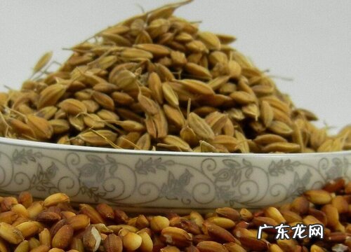 谷子种子什么品种最好