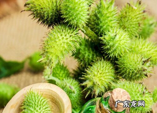 苍耳生长在什么地方