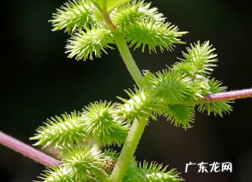 苍耳生长在什么地方