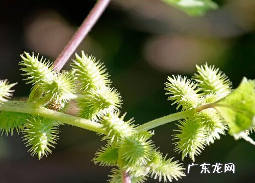 苍耳生长在什么地方
