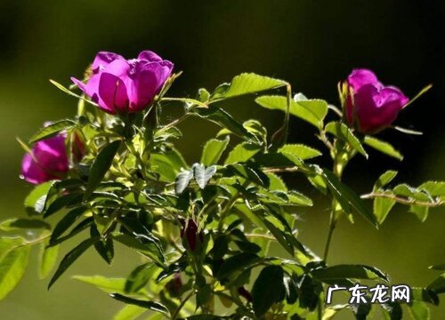 食用玫瑰花苗什么品种最好