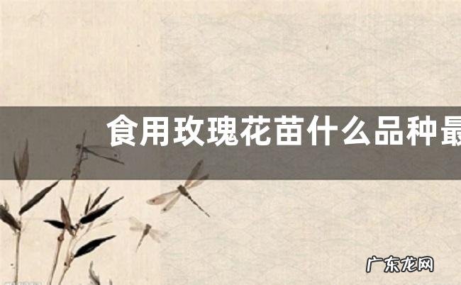食用玫瑰花苗什么品种最好