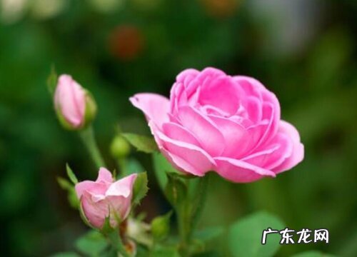 食用玫瑰花苗什么品种最好