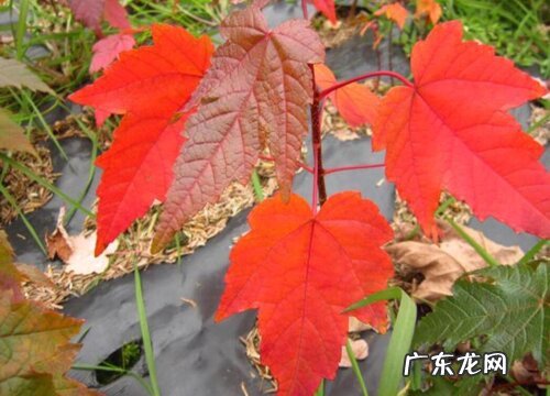 红枫什么品种最好