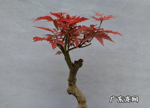 红枫什么品种最好