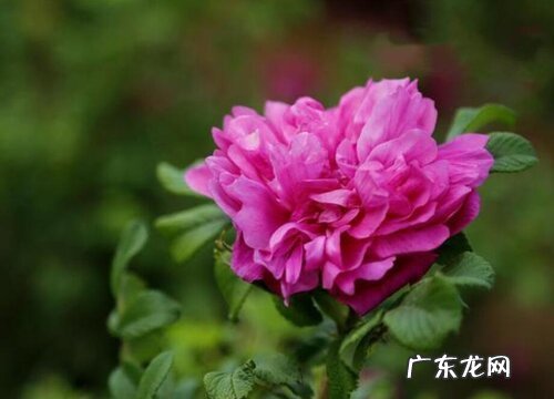 食用玫瑰什么品种最好