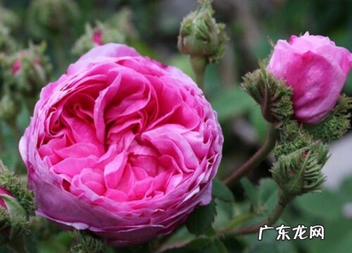 食用玫瑰什么品种最好