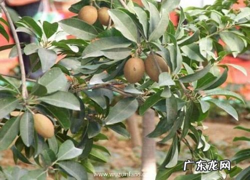 人心果一年开几次花 花期多长时间