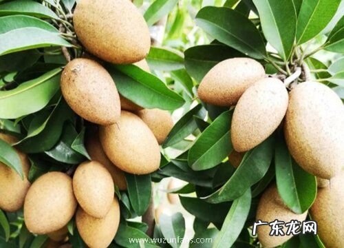 人心果一年开几次花 花期多长时间