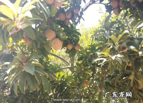 人心果一年开几次花 花期多长时间