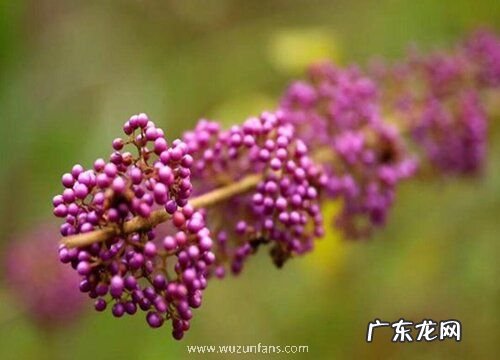 紫珠果实有毒吗