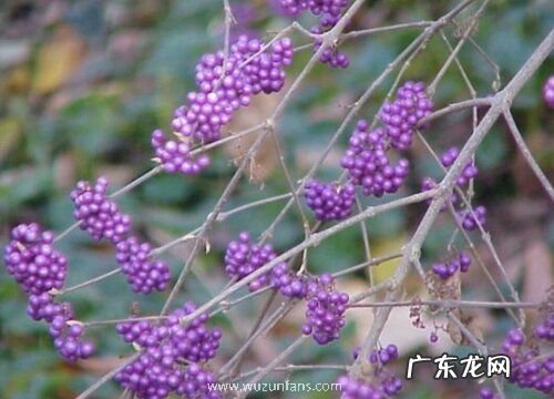 紫珠果实有毒吗