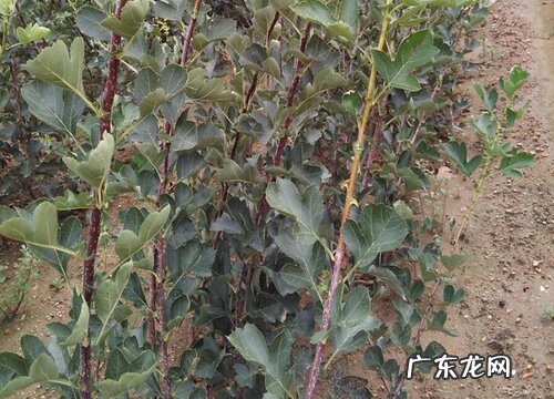 山楂树苗什么品种最好