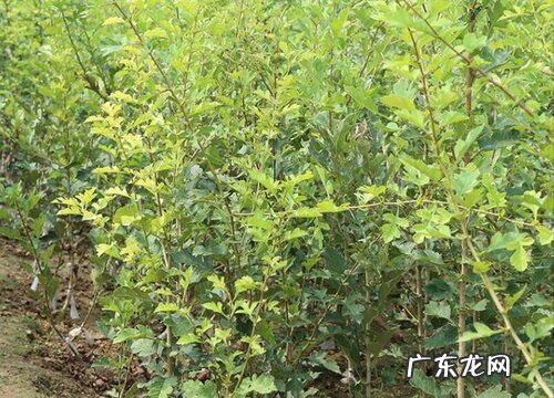山楂树苗什么品种最好