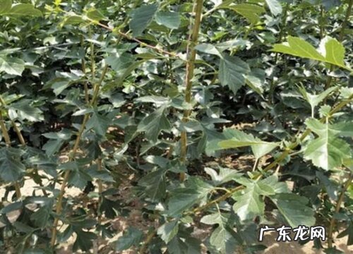 山楂树苗什么品种最好