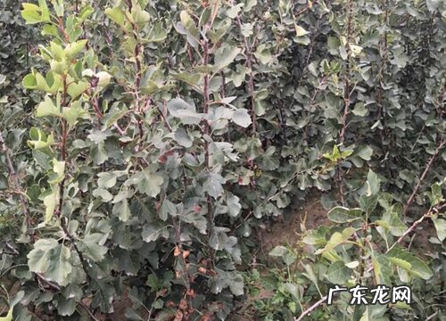 山楂树苗什么品种最好